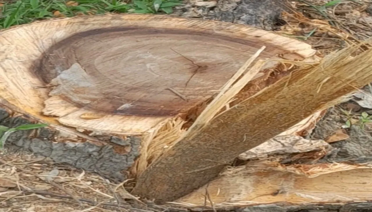 কচুয়ায় ঘেরের ভেড়ি থেকে গাছ চুরির অভিযোগ,